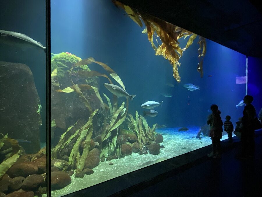 Large Atlantic Ocean aquarium tank at Universeum Gothenburg