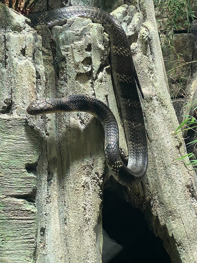 King cobra exhibit at Universeum Gothenburg