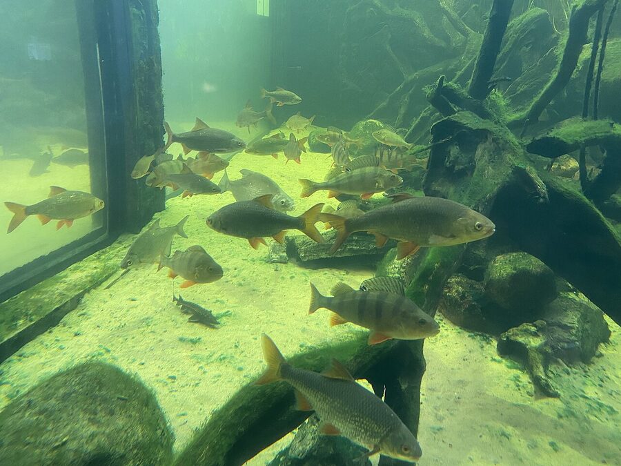 Nordic freshwater fish in the Scandinavian river exhibit at Universeum