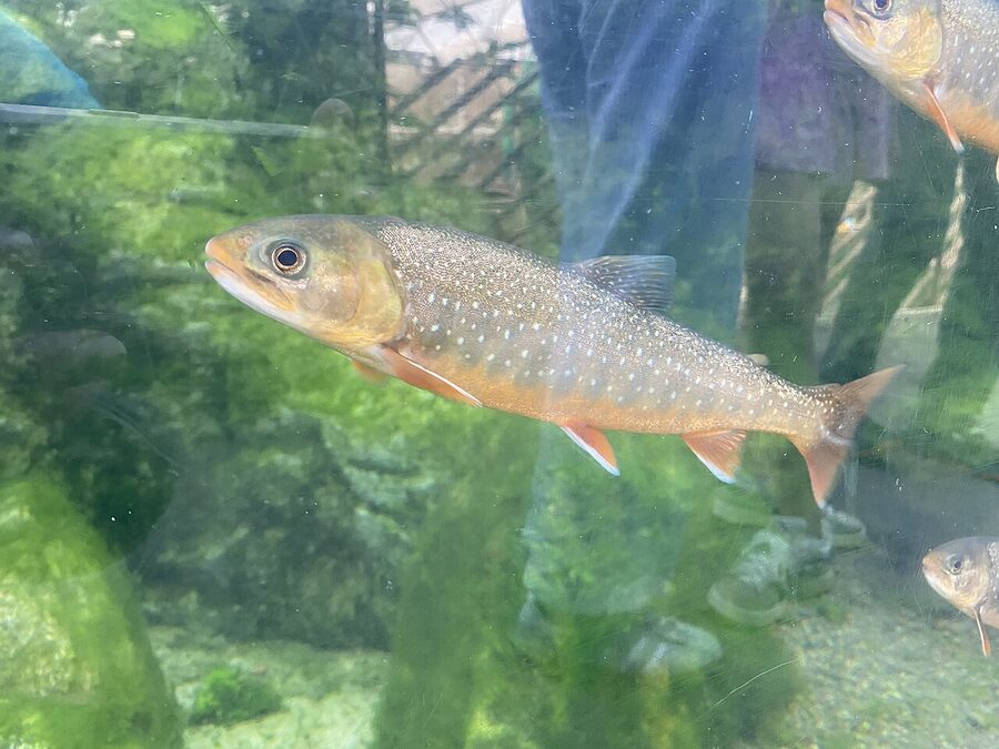 Red Arctic char in the Nordic exhibit at Universeum Gothenburg