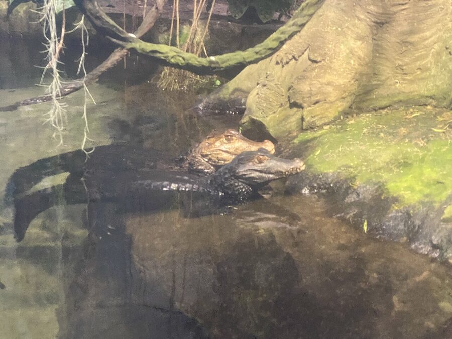 Caymans in the Universeum rainforest pool Gothenburg