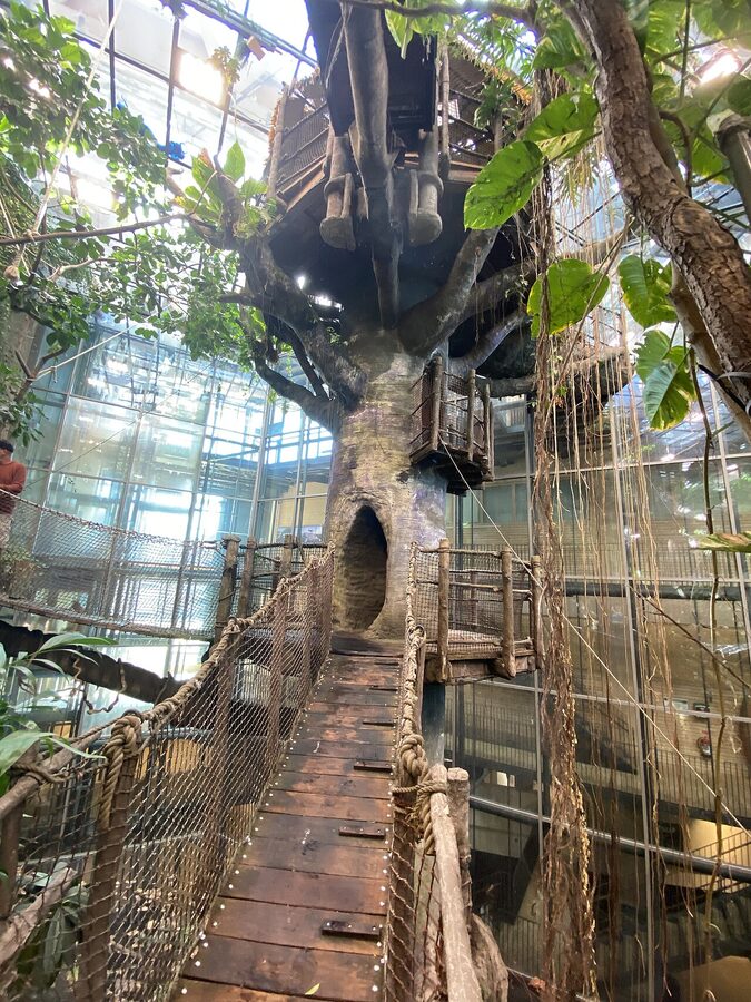 Large artificial tree inside the Universeum indoor rainforest Gothenburg