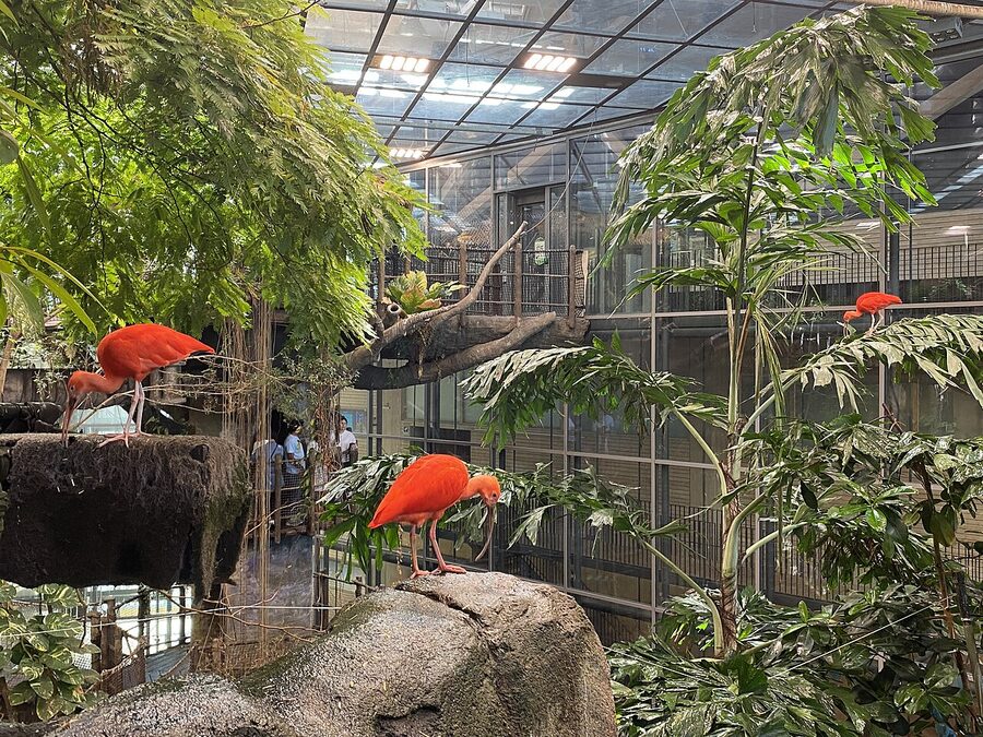Red ibises in the Universeum indoor rainforest Gothenburg