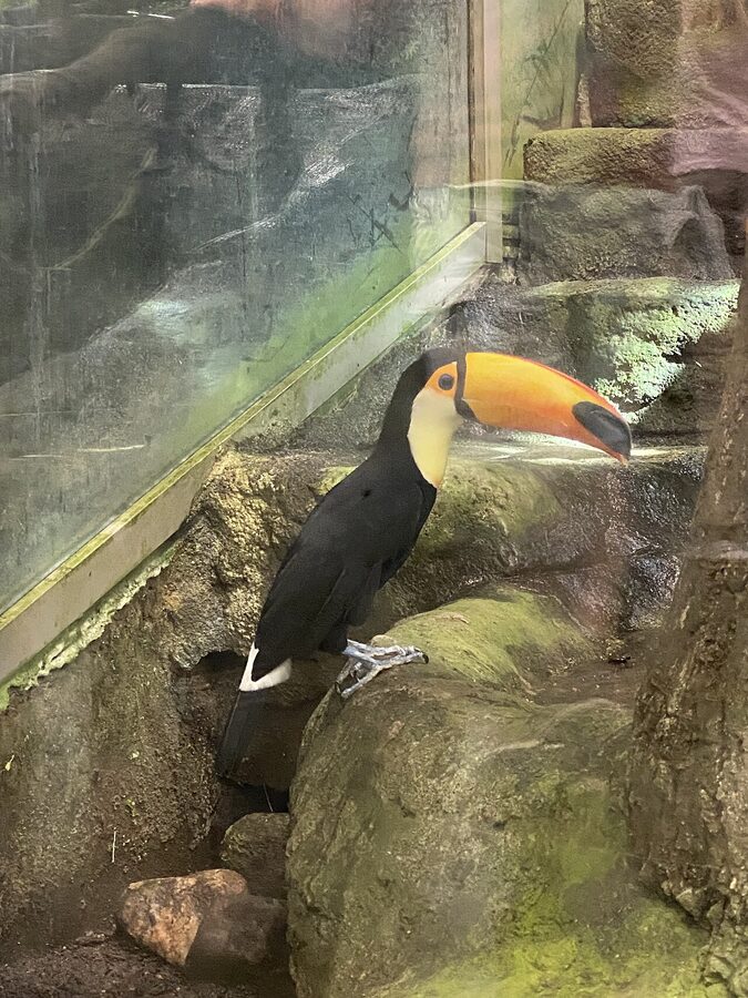 Toco toucan in the Universeum rainforest dome Gothenburg