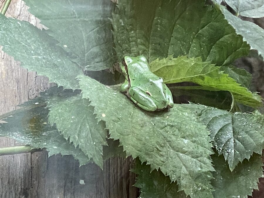 Red-eyed tree frog in a terrarium at Universeum Gothenburg