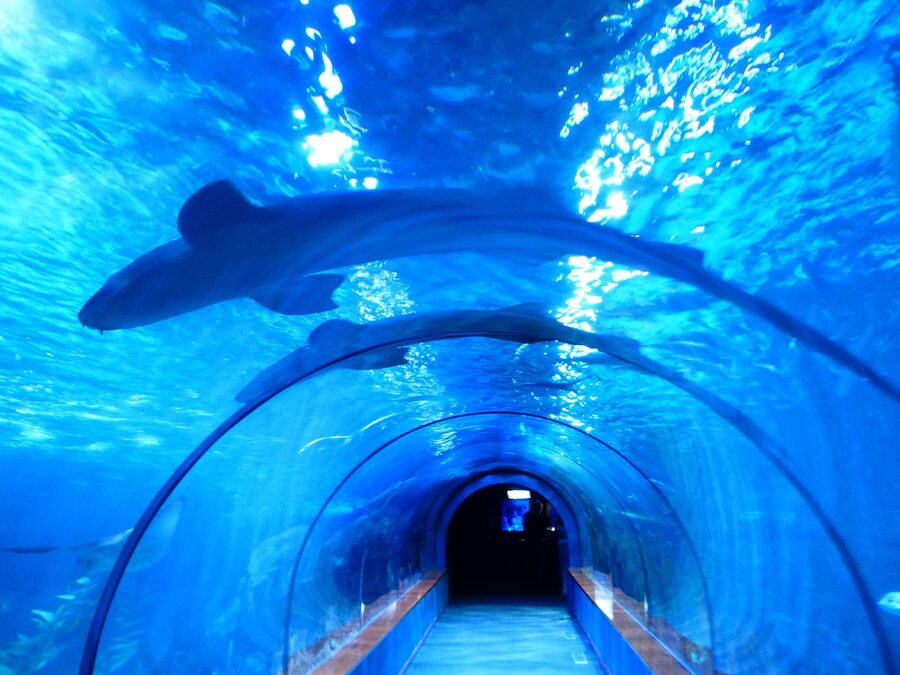 Wide acrylic shark tunnel underwater view aquarium