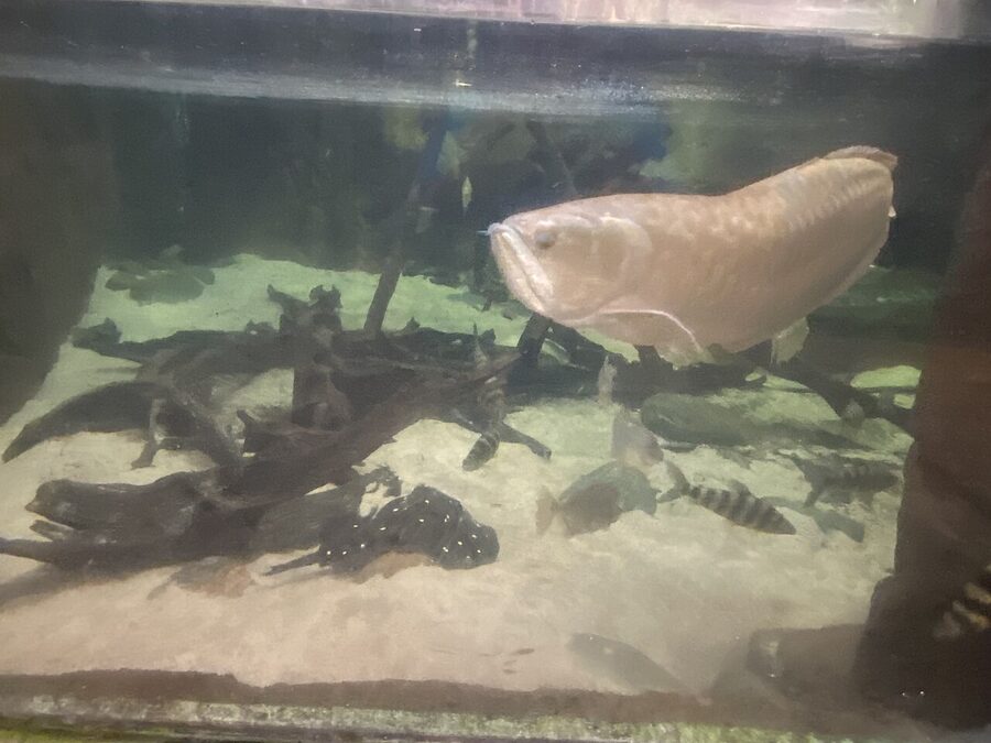 South American freshwater fish at Universeum Gothenburg
