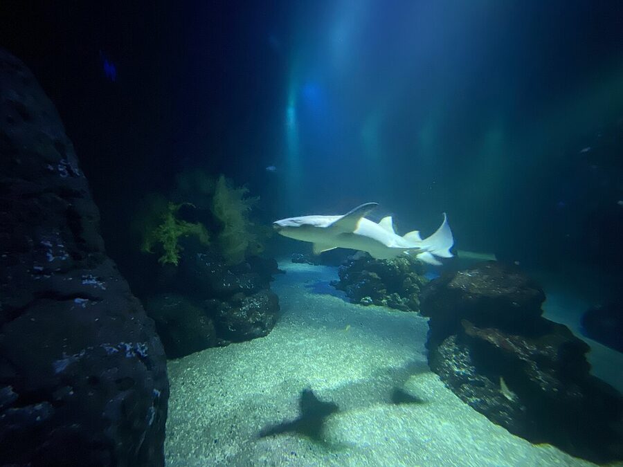 Tawny nurse shark in the Atlantic Ocean tank at Universeum