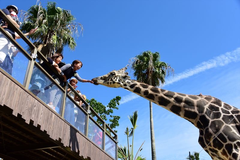 Adventure World Admission Ticket in Wakayama - Make time for the marine performances