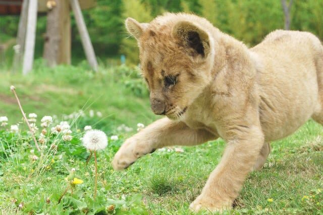 Akiyoshidai Nature Zoo Safari Land Admission in Mine - The animal area gives you a change of pace