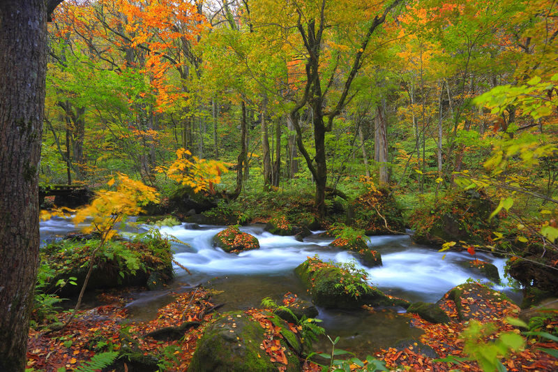 Aomori Day Trip: Oirase Gorge & Towada Lake - Oirase Gorge: make room for a walk