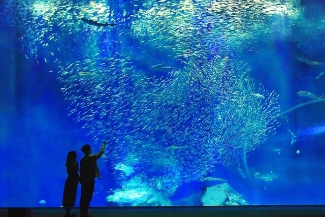 Aqua World Ibaraki Prefectural Oarai Aquarium Ticket - The shows are worth planning around
