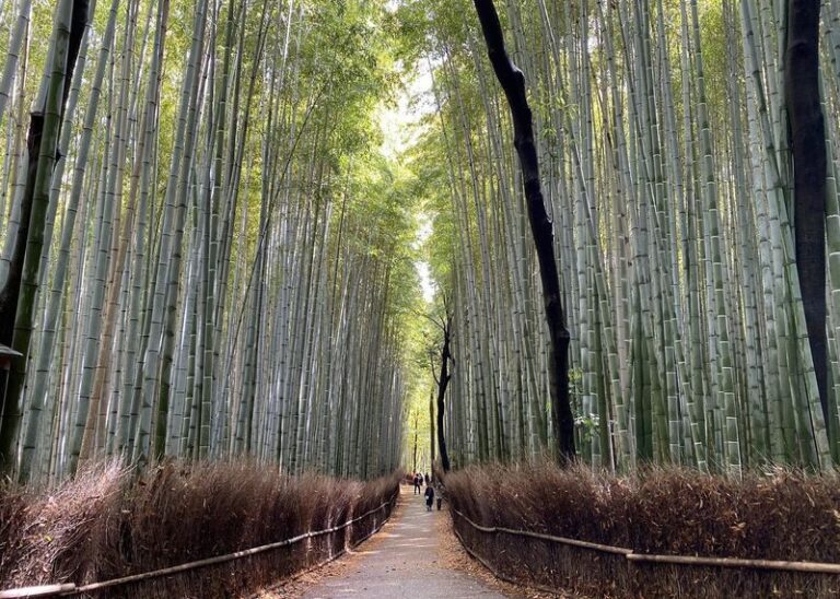 Arashiyama 3-Hour UNESCO Site & Monkey Park Tour - Bamboo, quiet shrine, and a change of pace