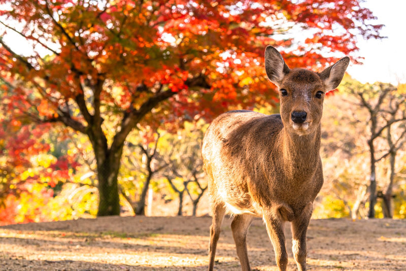Arashiyama Bamboo Forest & Nara Park Deer & Fushimi Inari Shrine Torii Gate Day Tour (Departing from Osaka/Kyoto) - Nara Park: deer, crackers and a short visit