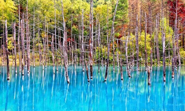 Asahiyama Zoo & Farm Tomita Full-Day Nature Tour - Asahiyama Zoo: plan your first hour