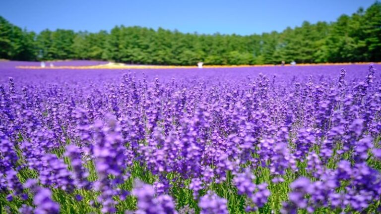 Asahiyama Zoo & Furano Biei Blue Pond Tour - Blue Pond rewards a short, unhurried look
