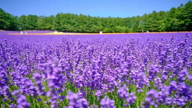 Asahiyama Zoo & Furano Biei Blue Pond Tour - Blue Pond rewards a short, unhurried look