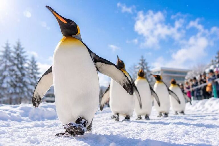 Asahiyama Zoo Penguin Walk & Forest Elf Terrace Night Tour - The bus journey and the pace of the day
