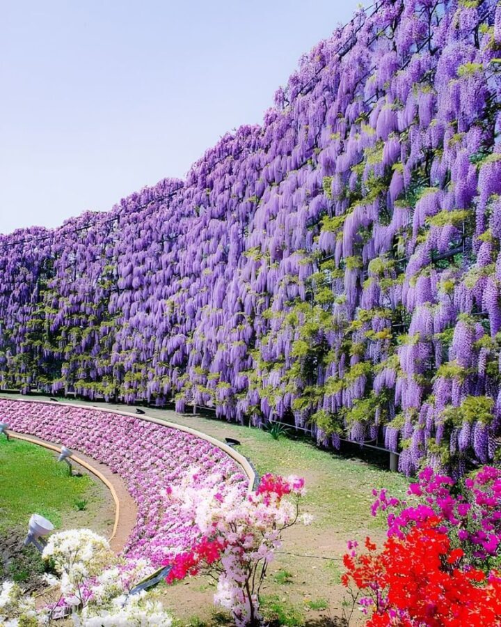Ashikaga Flower Park & Sano Outlets Full-Day Private Tour - Sano Outlets adds a different kind of stop
