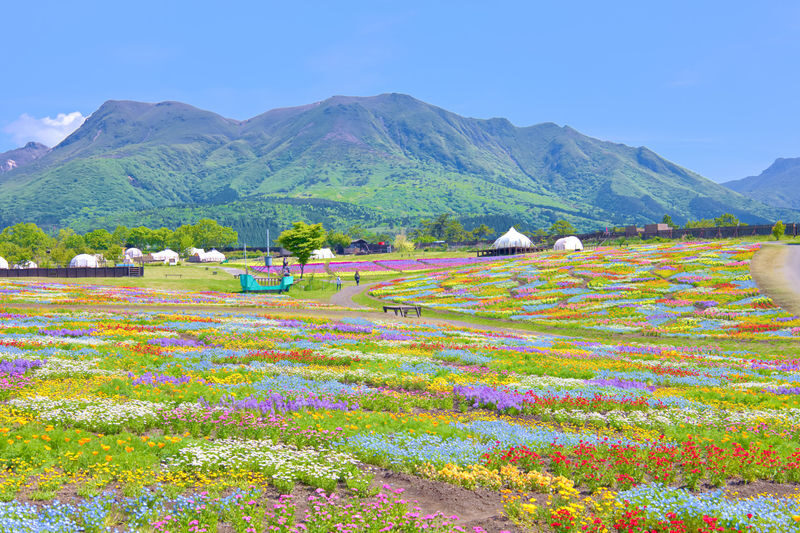 Beppu & Yufuin & Oita Private Car Tour with Driver - Choosing one, three, or six hours