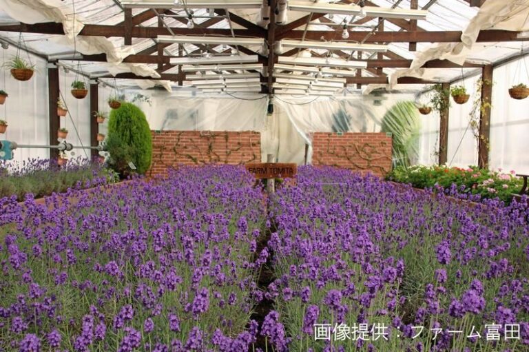 Biei, Furano Lavender, Ningle Terrace & Melon Buffet Bus Tour - Leaving Sapporo at 9 am