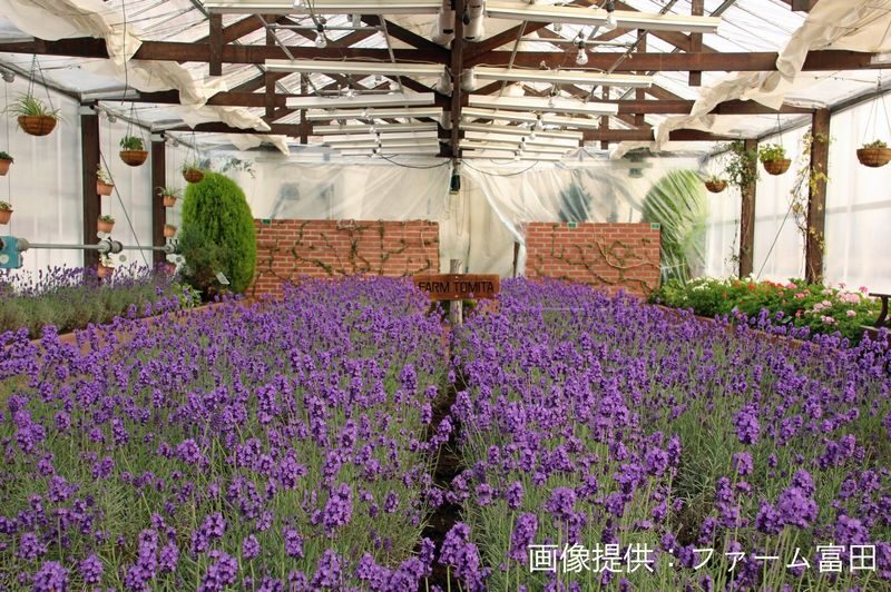 Biei, Furano Lavender, Ningle Terrace & Melon Buffet Bus Tour - Leaving Sapporo at 9 am