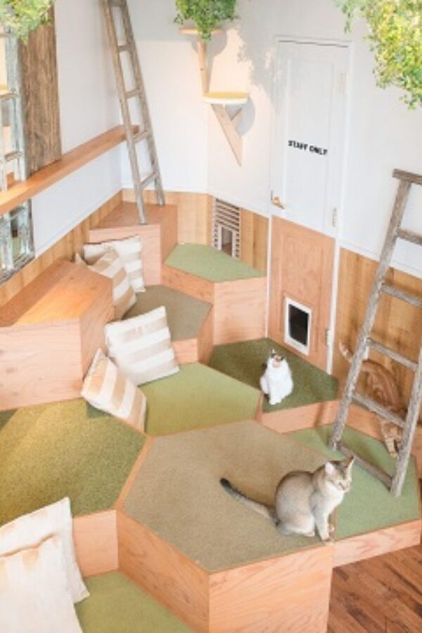 Cat Cafe MOCHA in Harajuku - Settling in among the cats
