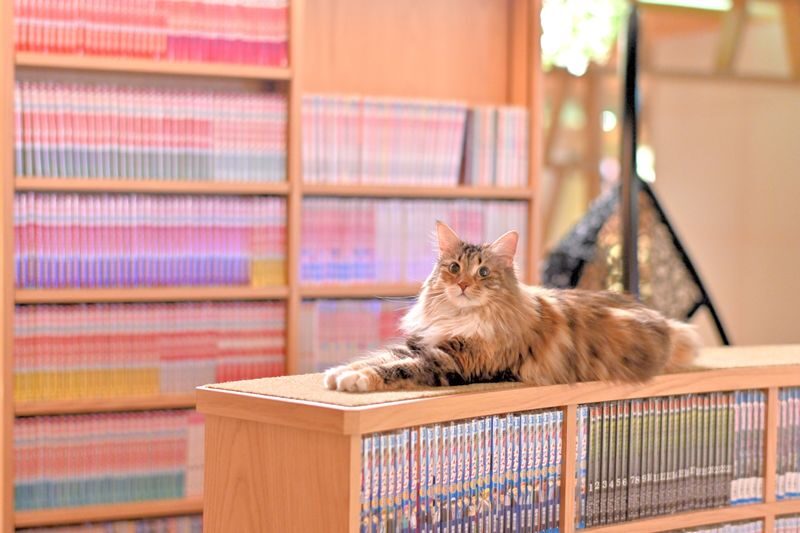Cat Cafe MOCHA in Shinjuku - Finding the sixth-floor entrance