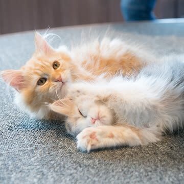 Cat Cafe MOCHA (Shibuya Center-gai) - What your visit actually looks like