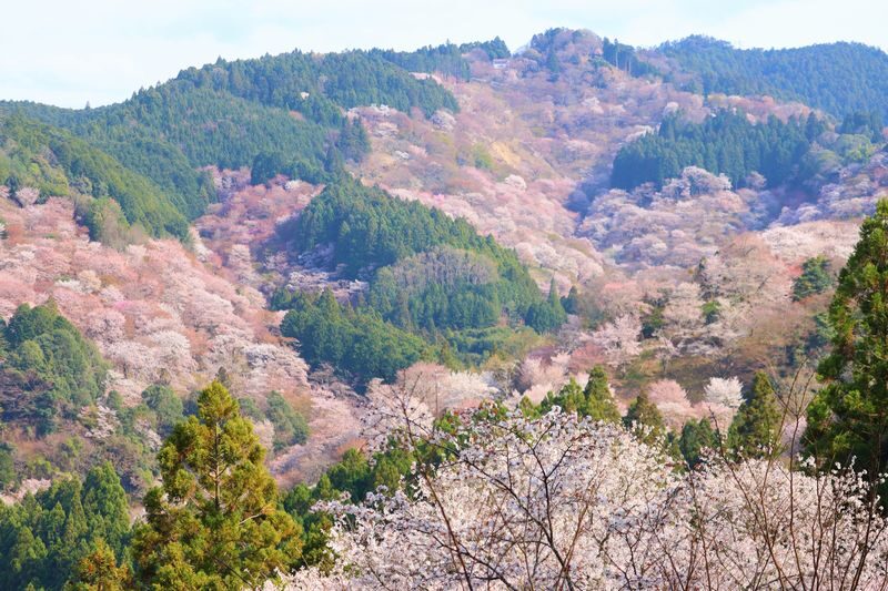 Cherry Blossom Buddha and Mt.Yoshino with Strawberry Picking Tour - Tsubosakadera’s Cherry Blossom Buddha