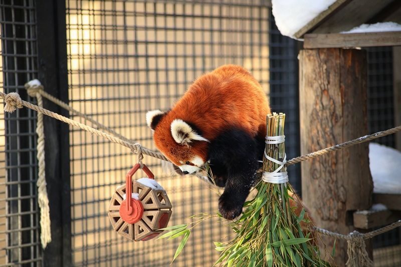 Chinese & English Guide: Hokkaido Popular Day Trip | Asahiyama Zoo & Biei Internet-Famous Trees & Shirasu Waterfall & Shirogane Blue Pond & Ningle Terrace (Sapporo Departure) - Asahiyama Zoo: two hours for a big attraction