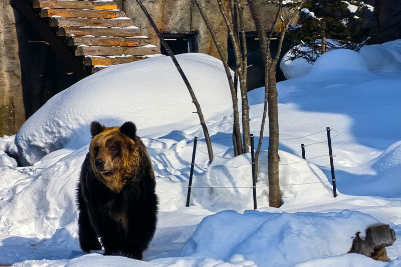 Classic Hokkaido Asahikawa & Biei Photo Spot Day Tour: Asahiyama Zoo & Shirahige Waterfall & Shirogane Blue Pond & Biei - Asahiyama Zoo: a lively change of pace