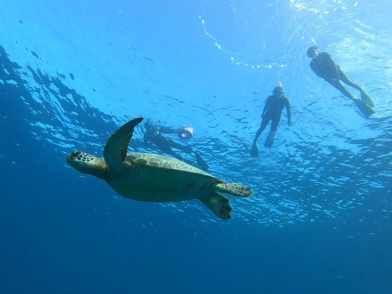 Coral and Sea Turtle Snorkeling - Finding the coral and looking for turtles