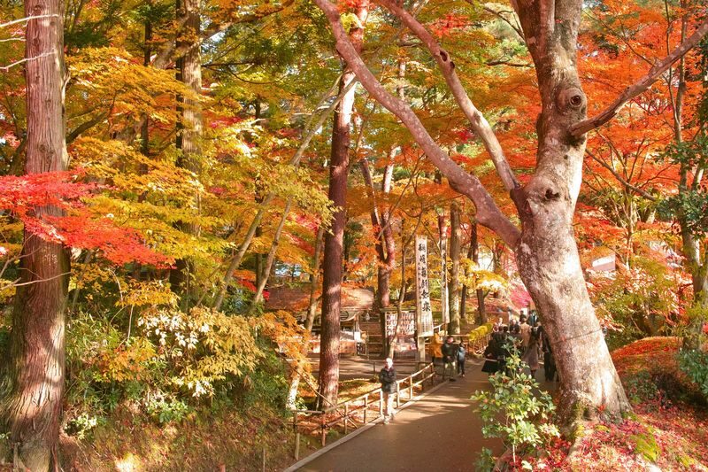 Day Trip from Sendai: Chuson-ji Temple Konjikido & Geibikei Gorge Cruise (Special Lunch Included) - Geibikei Gorge by boat, with time to watch the scenery