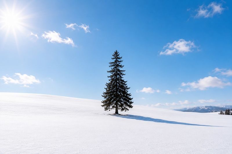 Departing from Sapporo: Furano & Biei Winter Day Tour | Shikisai-no-Oka Snow Play - Biei’s Christmas Tree, a quiet first photo stop