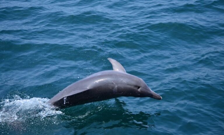 Dolphin Watching Experience in Amakusa - What the dolphin encounter is like