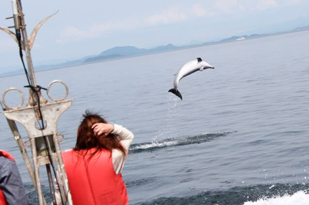 Dolphin Watching in Kumamoto - What the one-hour schedule feels like