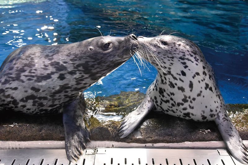 Enoshima Aquarium Ticket in Fujisawa - Start with the Sagami Bay tank
