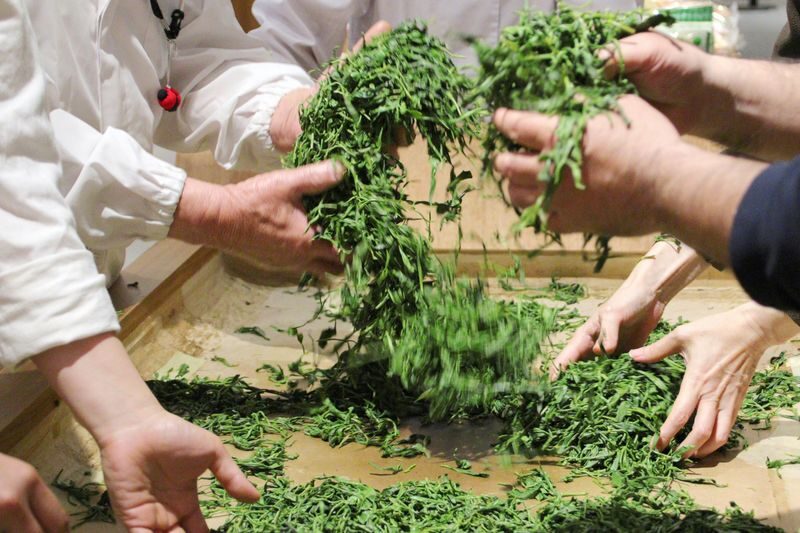 From Nagoya: Wagashi Workshop & Matcha Tea Field Tour - Reading the Tea Fields at Inariyama