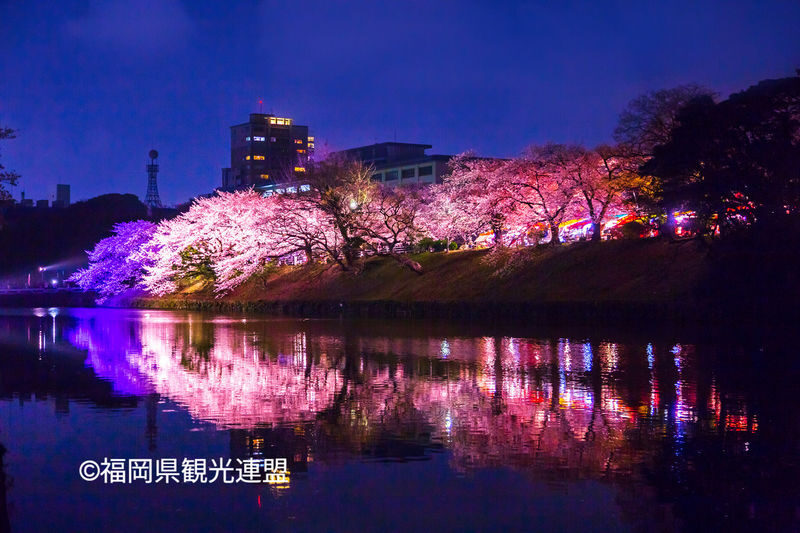 Fukuoka Iconic Cherry Blossom Spots Full-Day Tour - What an hour at each stop means
