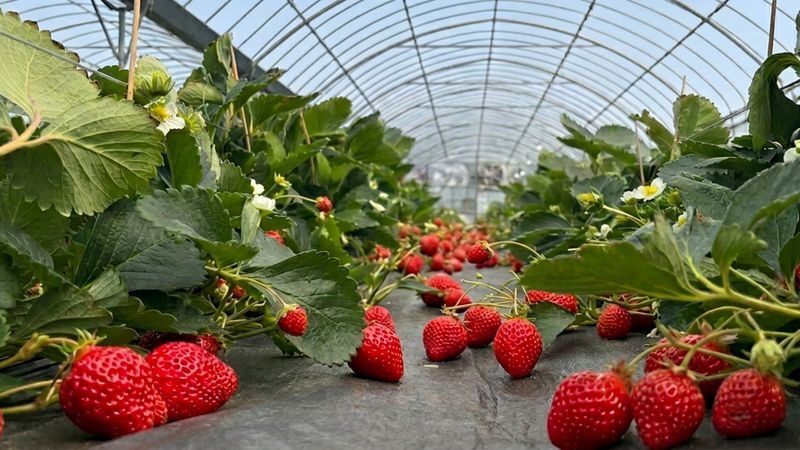 Fukuoka Itoshima Full-Day Hidden Gems & Food Tour - Ito Sai Sai: start with local food and browsing
