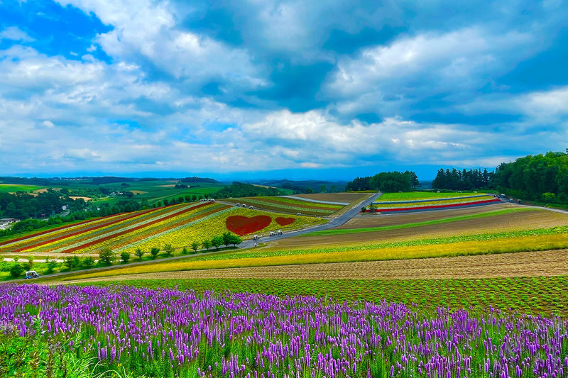Furano & Biei Chartered One Day Tour: Explore Hokkaidos Beauty - The Blue Pond: time for photos, not a long list of tasks