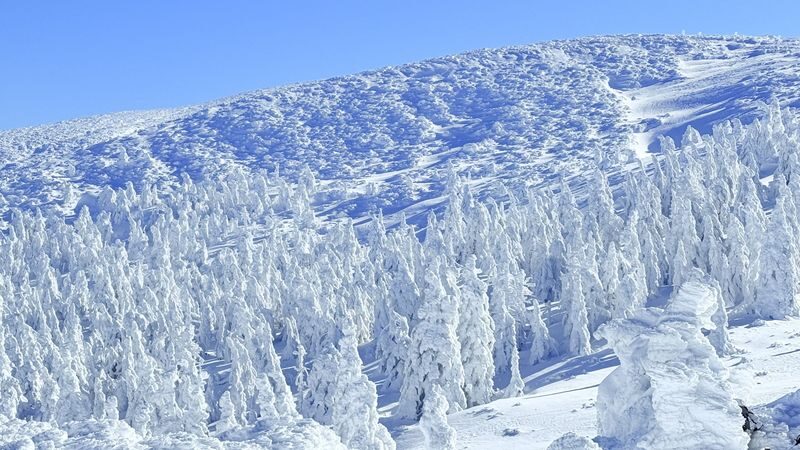 Group/Charter: Mt. Ginzan Onsen + Zao Snow Monsters + Fox Village: Exclusive Small Group Day Trip (From Sendai) - Fox Village brings you close to the animals