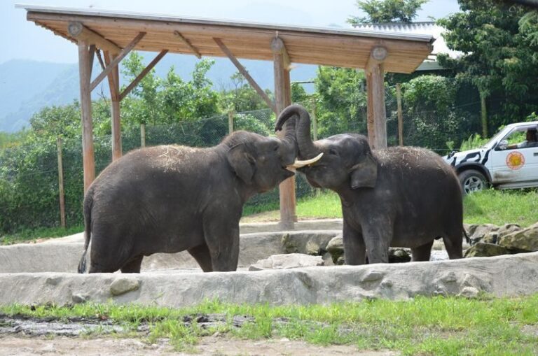 Gunma Safari Park Ticket - What the route feels like