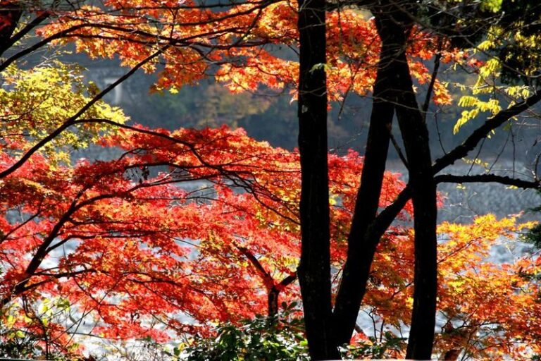 Gunma Watarase Keikoku & Takatsudo Gorge Autumn Day Tour - Lunch and the rhythm of the day