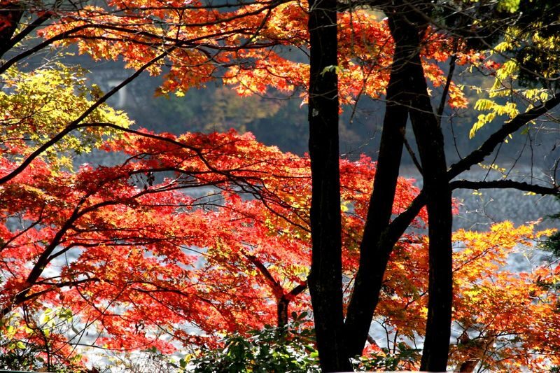 Gunma Watarase Keikoku & Takatsudo Gorge Autumn Day Tour - Lunch and the rhythm of the day