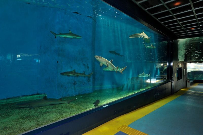 Hakoneen Aquarium Admission Ticket in Hakone - Seal Plaza beside Lake Ashi