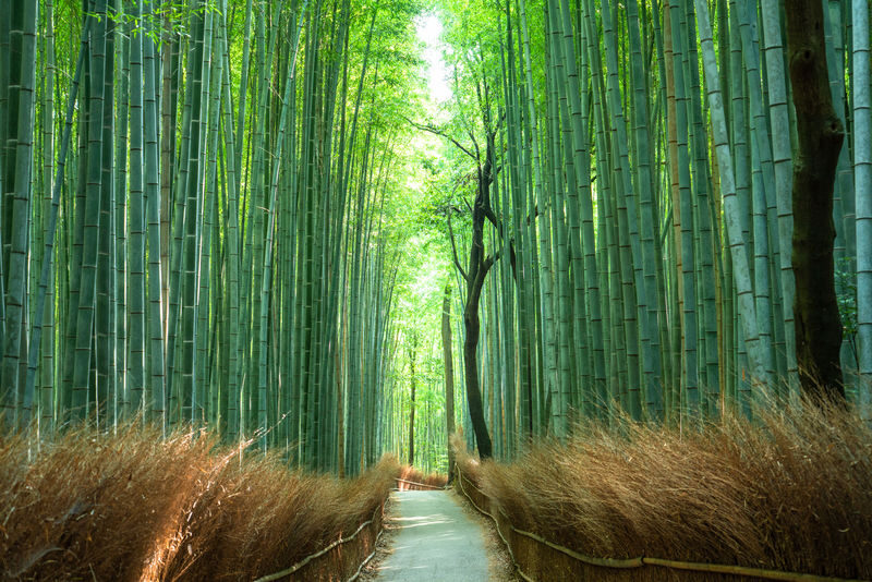 Half-day private tour of Arashiyama Monkey Park and Arashiyamas famous spots - The Monkey Park climb and its wild residents