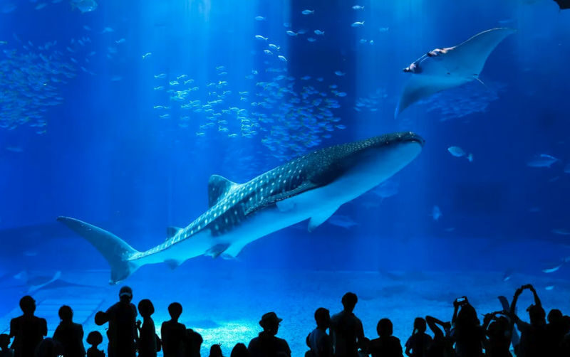 Have Fun in Okinawa Pass (with options: Churaumi Aquarium and DMM Aquarium) - Pick three stops that fit your route