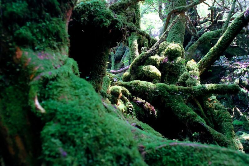 High Speed Jetfoil "Toppy" or "Rocket" Ticket to Yakushima - Choose Miyanoura or Anbo with care